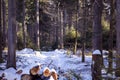 View inside wild forest with snow and sunlight. Tree trunks of coniferous trees in the wood covered with white snow. Schwarzwald, Royalty Free Stock Photo