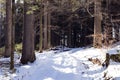 View inside wild forest with snow and sunlight. Tree trunks of coniferous trees in the wood covered with white snow. Schwarzwald, Royalty Free Stock Photo