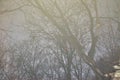 View of interwinding branches and twigs