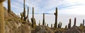 View from Isla Incahuasi on Salar de Uyuni, Altiplano, Salar de Uyuni, Bolivia