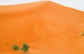 View on isolated lost tufts of green grass against red orange sand dune