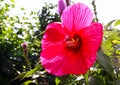 View on isolated red purple hibiscus flower blossom in bright sunlight with blurred green leaves background Royalty Free Stock Photo