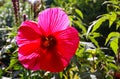 View on isolated red purple hibiscus flower blossom in bright sunlight with blurred green leaves background Royalty Free Stock Photo