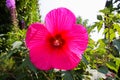 View on isolated red purple hibiscus flower blossom in bright sunlight with blurred green leaves background Royalty Free Stock Photo