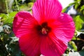 View on isolated red purple hibiscus flower blossom in bright sunlight with blurred green leaves background Royalty Free Stock Photo