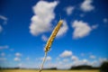 View on isolated ripe wheat ear against blue sky with cumulus clouds and blurred rual field focus on wheat head