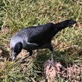 A view of a Jackdaw on the ground Royalty Free Stock Photo