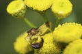 Jagged Ambush Bug, Phymata Americana, preying on a shining flower beetle, Phalacridae