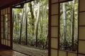 View of a Japanese Forest Royalty Free Stock Photo