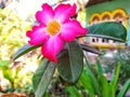 View of Japanese frangipani flowers