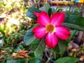 View of Japanese frangipani flowers