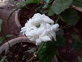 Jasminum sambac or mogra flower