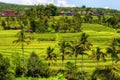 View of Jatiluwih rice terrace, Bali Royalty Free Stock Photo