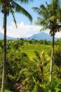 View of Jatiluwih rice terrace, Bali Royalty Free Stock Photo