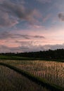 Jatiluwih rice terraces in Bali at sunrise, Indonesia Royalty Free Stock Photo