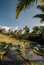 Jatiluwih rice terraces in Bali at sunrise, Indonesia