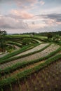 Jatiluwih rice terraces in Bali at sunrise, Indonesia Royalty Free Stock Photo