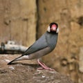 A view of a Java Sparrow Royalty Free Stock Photo