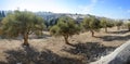 View of Jerusalem from Mount of Olives Royalty Free Stock Photo