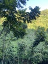 view in the jungle in the morning