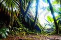 view jungle sunlight rays