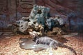 View of juvenile alligator lying on ground with water in captivity