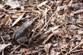 View of a juvenile American Toad, Anaxyrus americanus Royalty Free Stock Photo