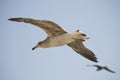 seagull in flight Royalty Free Stock Photo