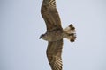 seagull in flight Royalty Free Stock Photo