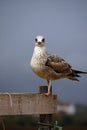 Juvenile gull Royalty Free Stock Photo