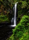 A view of Kaiate Falls in waitao in the western bay of plenty on the north island of new zealand 5 Royalty Free Stock Photo