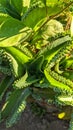 View of Kalanchoe pinnata plant