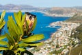 View of Kalk Bay Harbour with a fynbos Protean flower in the foreground