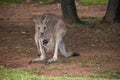 View of kangaroo among green park under massive tree with little baby in her pouch
