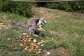 View on a katta sitting on a grass area eating a honey melone Royalty Free Stock Photo