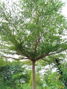 A view of Kecipir Tree & x28;Psophocarpus Tetragonolobus& x29; in a garden with a bright sky.