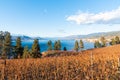 View from Kettle Valley Rail Trail of vineyard and Okanagan Lake in autumn Royalty Free Stock Photo