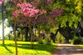 View of blooming trees Kibbutz Kfar Glikson, Israel