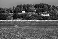 View of Kibbutz Kfar Glikson from the south and flock of Pelicans in autumn in northwest Israel. Royalty Free Stock Photo