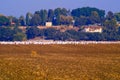 View of Kibbutz Kfar Glikson from the south and flock of Pelicans in autumn in northwest Israel. Royalty Free Stock Photo