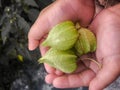 A view of kid hand holding tomatillo fruits Royalty Free Stock Photo