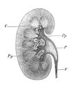 The view of kidney from a side in the old book the Human Anatomy Basics, by A. Pansha, 1887, St. Petersburg