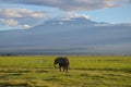 View of the Kilimanjaro and elephant in Amboseli NAtional PArk, Kenya Royalty Free Stock Photo