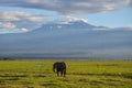 View of the Kilimanjaro and elephant in Amboseli National PArk, Kenya Royalty Free Stock Photo