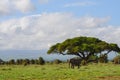 View of the Kilimanjaro and elephant in Amboseli NAtional PArk, Kenya Royalty Free Stock Photo