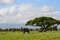 View of the Kilimanjaro and elephant in Amboseli NAtional PArk, Kenya Royalty Free Stock Photo