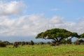 View of the Kilimanjaro and elephant in Amboseli National PArk, Kenya Royalty Free Stock Photo