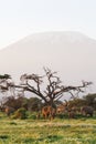 View of Kilimanjaro Mountain. Amboseli elephants. Africa Royalty Free Stock Photo