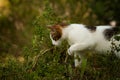 View of a kitten from the side