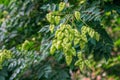 View of Koelreuteria paniculata or goldenrain tree branch